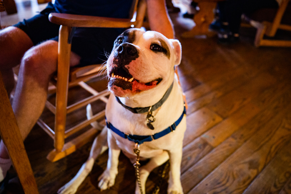 A happy dog at Big Meadows Lodge